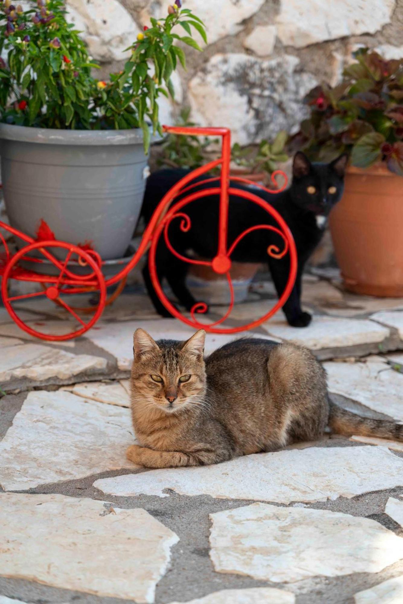 San Lazzaro Aparthotel Νυδρί Εξωτερικό φωτογραφία